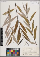 Foto von Salix excelsa S. G. Gmel.
